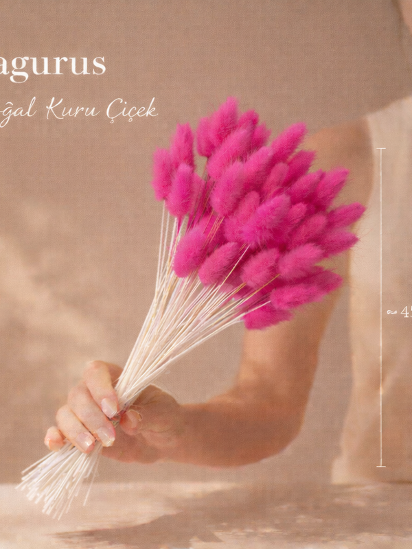 Pamuk Otu (Lagurus) Fuşya